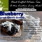 Blueberry Cream Cheese Danish Black Tea from 52teas