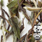 Organic Bai Mu Dan White Tea from Arbor Teas