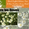 Citrus Spice Chamomile from 52teas
