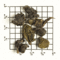 Formosa Oolong Tie Guan Yin TT58 from Upton Tea Imports