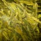 Long Jing (Dragonwell) from Tazo