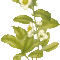 Green from Bigelow