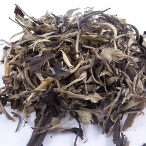 2010 Spring Old Tree White Moon Light Jinggu Tea from JK Tea Shop
