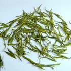 2010 Spring Handmade Premium Anji Baicha(white tea)- from JK Tea Shop