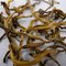 2010 Spring Imperial Yunnan Jinggu Black Tea from JK Tea Shop