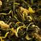 Sencha Pear (organic) from DAVIDsTEA