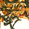 Citrus Punch Oolong from Shanti Tea