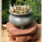Wild Forest Buds - Fresh Puerh from In Nature