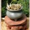 Wild Forest Buds - Fresh Puerh from In Nature