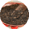 Darjeeling Balasun from T Salon