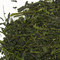 Kagoshima Sencha from Harney & Sons