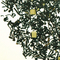 Caramellissimo from Teaopia
