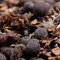 Winterberry Wine from DAVIDsTEA