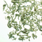 White Butterfly from Teaopia
