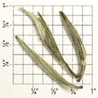 China Special White Point Reserve (ZW90) from Upton Tea Imports