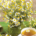 Organic Chamomile (Camomila 100% da agricoltura biologica) from L'Angelica Istituto Erboristico