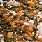 Genmaicha Tea from Premium Steap