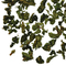 Tie Kuan Yin from Teaopia