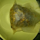 Osmanthus Dragon Pearls from T Bar