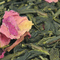 Cherry Rose from Remedy Teas