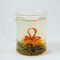 Bird of Paradise from Alice's Fine Teas