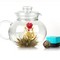 Jasmine Garland from DAVIDsTEA