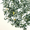 Jasmine Superior from Teaopia