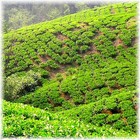 Darjeeling Seeyok FTGFOP1 F.F. from Kolodziej and Lieder