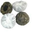 Green Tuocha from Tao of Tea