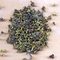 Taiwan Everspring Sijichun Kultivar from Kolodziej and Lieder