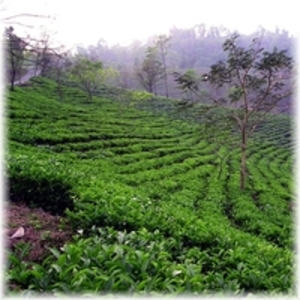 Darjeeling Teesta Valley from Kolodziej and Lieder