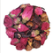 Rose from Puripan