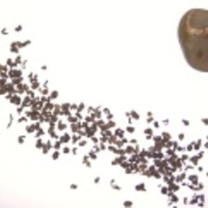 Gunpowder Green from First Class Teas