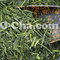 Organic Asamushi Sencha 7132 from O-Cha.com