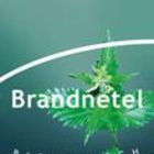 Brandnetel (String Nettle) from Piramide thee