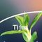 Tijm (Thyme) from Piramide thee