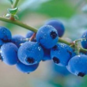 Blueberry Fling from Custom-Adagio Teas