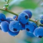 Blueberry Fling from Custom-Adagio Teas