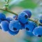 Blueberry Fling from Custom-Adagio Teas
