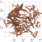 South African Rooibos (Red Bush) Super Grade (BA14) from Upton Tea Imports
