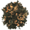 Guayusa Ginger Citrus from Runa