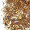 Kalahari from Teaopia