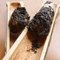 Wen Shan Bamboo Sheng Cha from Stone Leaf Teahouse