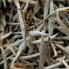 Silver Needle from Kizmi Tea