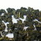 ali shan zin hsuan from Stone Leaf Teahouse