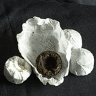 Yunnan Black Tuo Cha - ZY58 from Upton Tea Imports