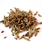 2009 Late-Winter Budset Yabao from Verdant Tea
