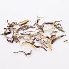 Ye Sheng Wild White from Canton Tea Co