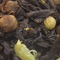 Black Joy from Remedy Teas