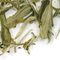 Snowbud from Adagio Teas